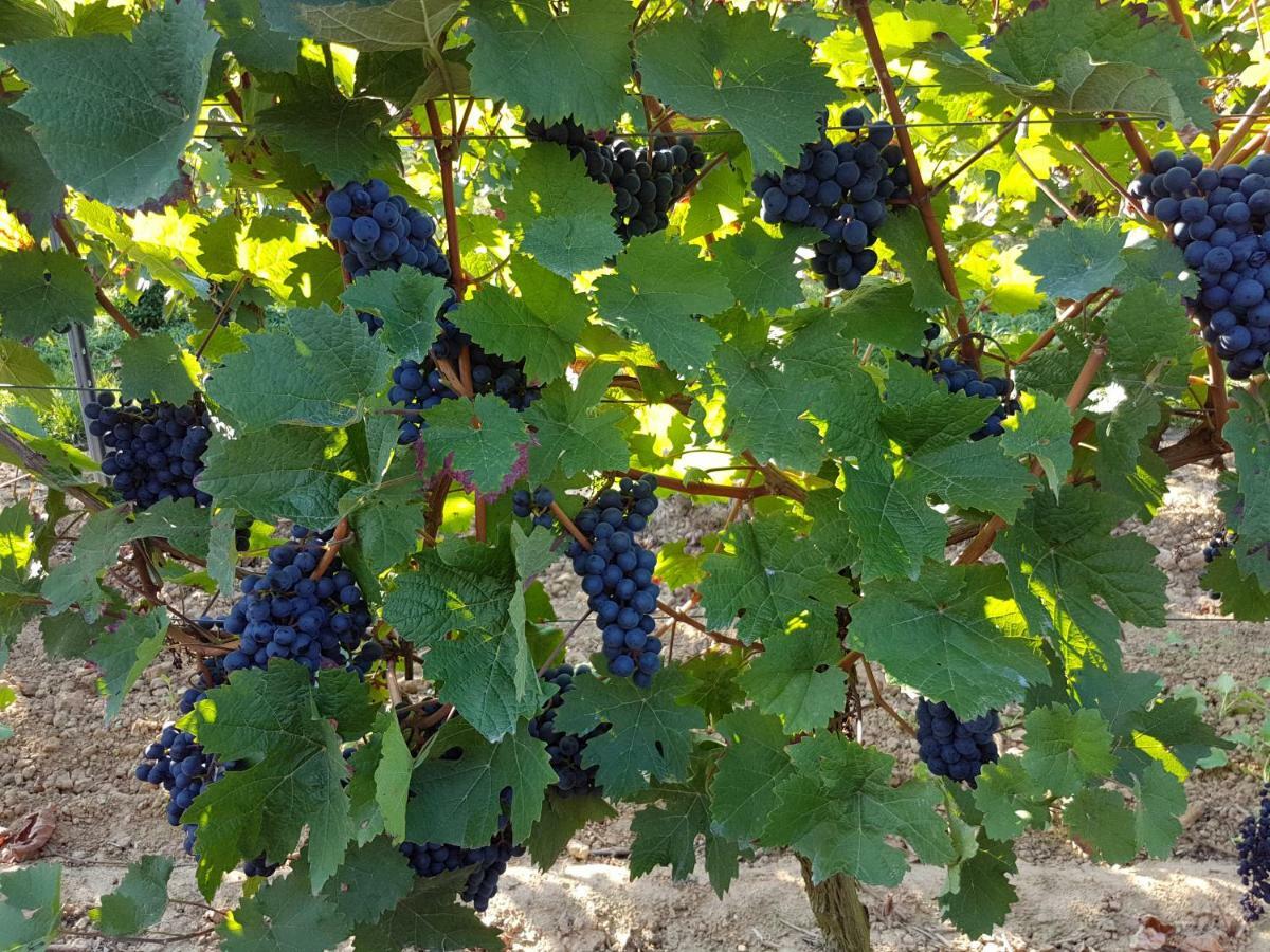 Weingut & Gaestehaus Nagel Kapellen-Drusweiler Luaran gambar