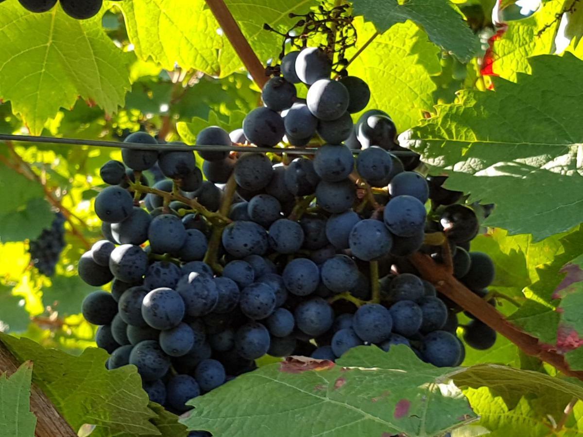 Weingut & Gaestehaus Nagel Kapellen-Drusweiler Luaran gambar